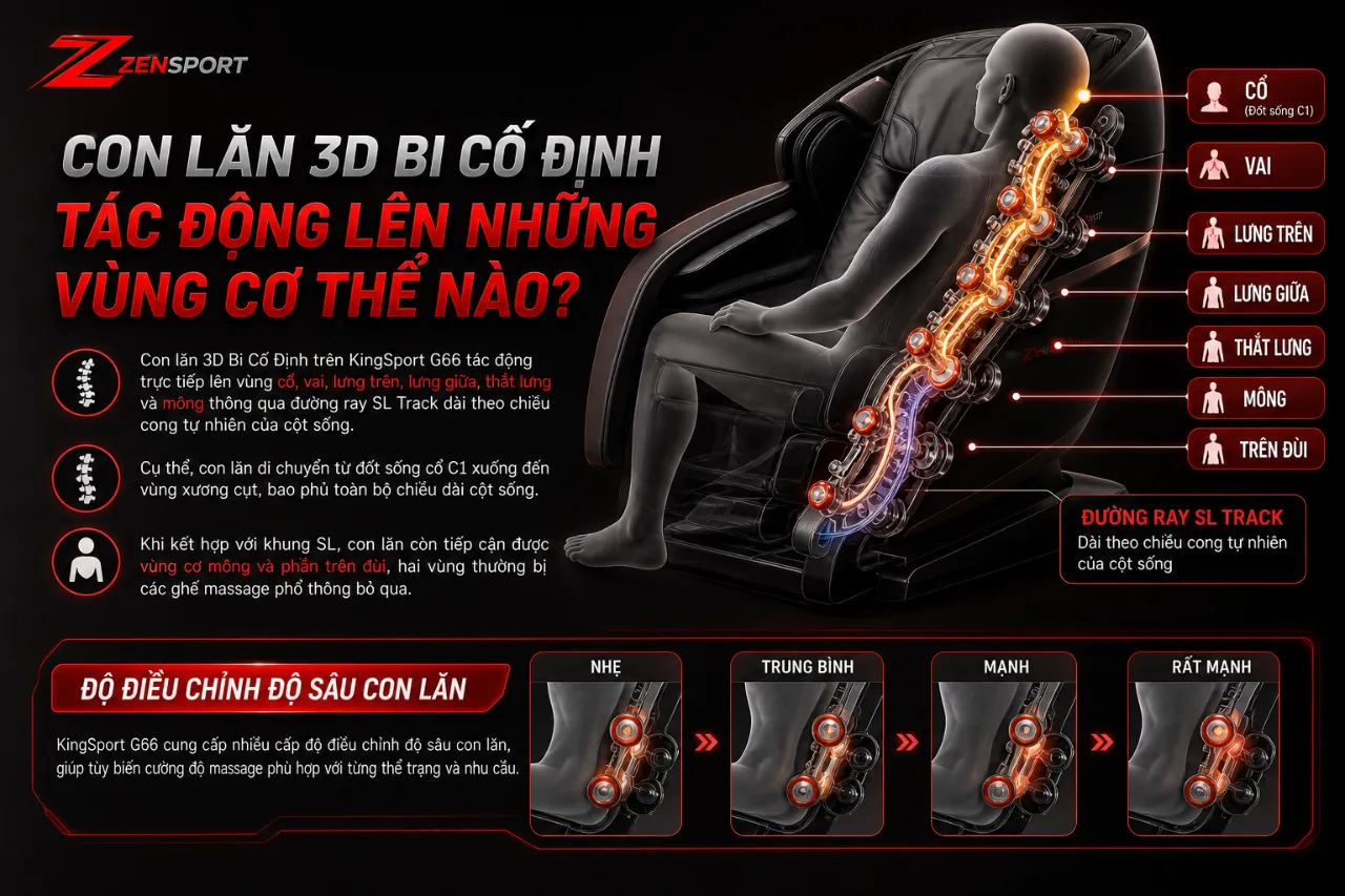 Con Lăn 3D Bi Cố Định Tác Động Lên Những Vùng Cơ Thể Nào?